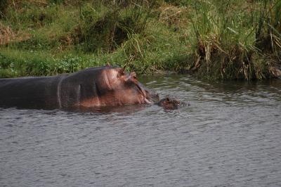 Hyppo with young / Nijlpaard met jong