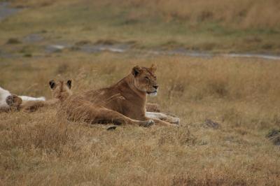 Lions / Leeuwen