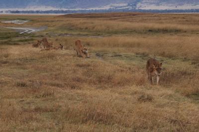 Lions / Leeuwen