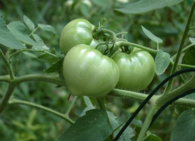 Green Tomatoes - Charlotte