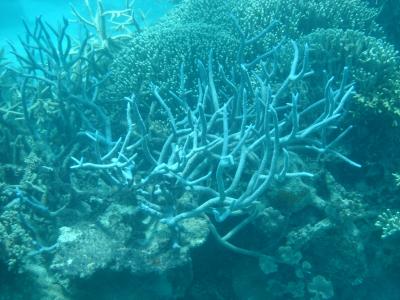 Stag Horn coral