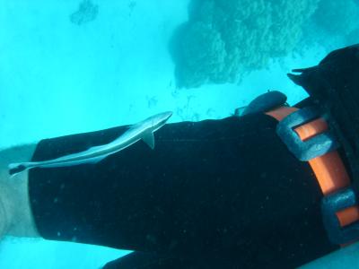 The Great Barrier Reef
