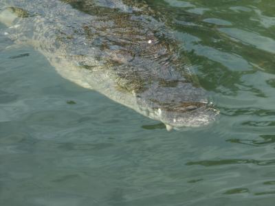 A hungry Crocadile