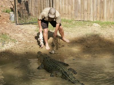 Croc experience