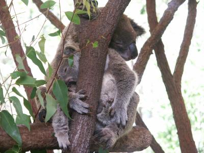 Koala & Joey