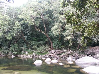 Daintree rain forest