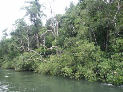 Daintree river
