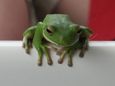 One of the locals