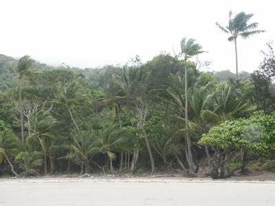 Rain forest meets the beach