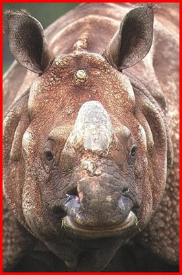 Male Indian Rhino.