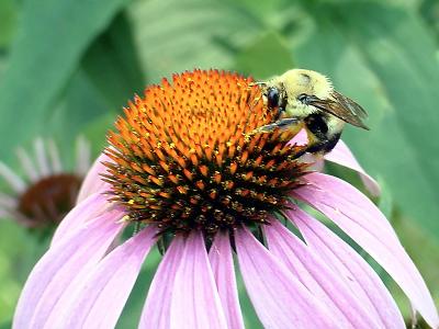 Bumblebee on Cone flower