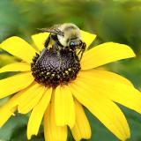 Bumblebee on Blackeyed Susan