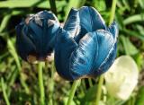 Blue Tulip