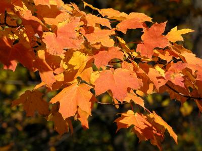 Fall leaves