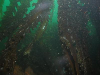 Inside the large piece of hull looking out