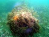 A kelp covered cannon