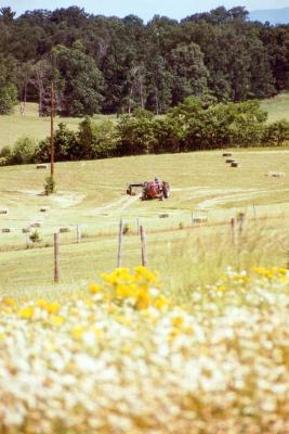 Scenic Bailing hay