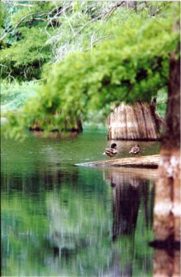 Swamp Scenic Ducks .jpg
