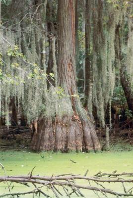 Swamp cypressTree