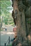 USNY_Squirrel_LSN65-2c.jpg