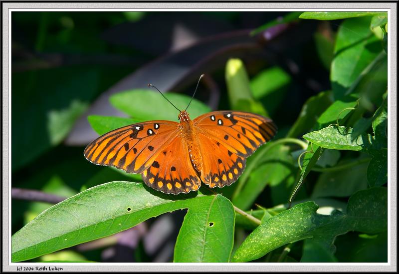 Monarch Butterfly Close - CRW_1349 copy.jpg