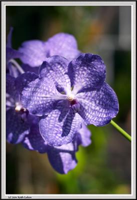 Blue Lilly - CRW_1285 copy.jpg