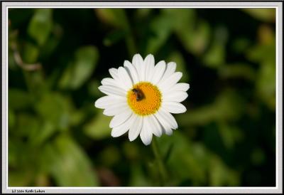 Daisy with Bee-CRW_1255 copy.jpg