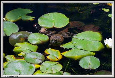 Frog in pond-CRW_1257 copy.jpg