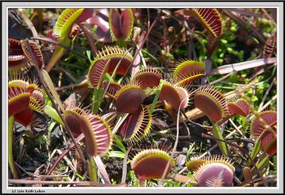 Venus Flytrap - CRW_1311 copy.jpg