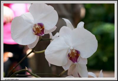 White Lillies - CRW_1296 copy.jpg