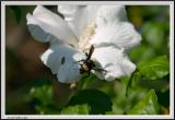 Bee in Lily-CRW_1258 copy.jpg