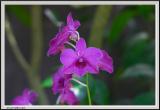 Purple Lilly - CRW_1293 copy.jpg