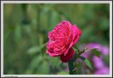Rose Pink Side - CRW_1339 copy.jpg