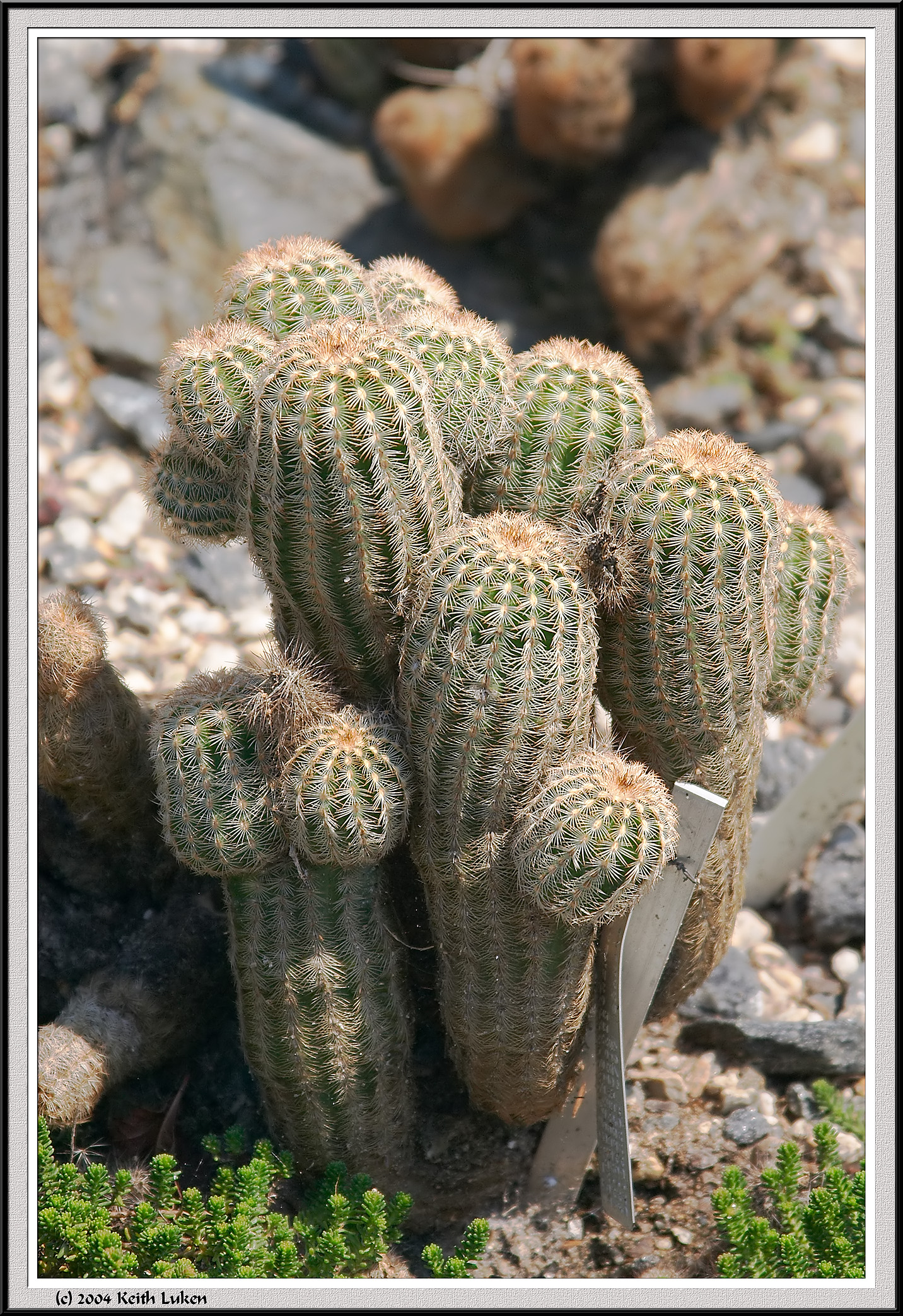 Cactus - CRW_1330 copy.jpg
