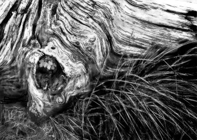 New Leaves Old stump, by Kim Borchardt