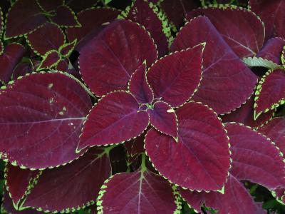 Plant 03