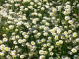 Canberra daisies