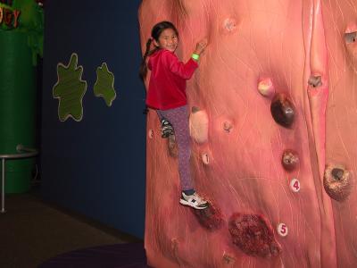 Skin Wall at Gross-ology:The Nature Museum