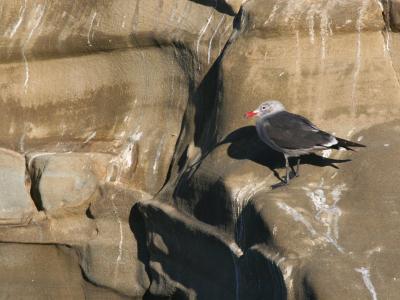 Heermans Gull