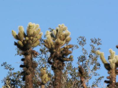 Cactus