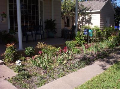 A photo of the front garden when it was in transition.  I'd removed all the ground cover that came with the house, shifted Iris back to mid-length, added deep maroon plants, transplanted lots of baby shooters of Purple Heart/Wandering Jew (ground cover) up closer to the sidewalk and planted Monkey Grass shooters up near the sidewalk.  All of this was been done just a few months before this photo was taken (and we've been having a lot of 100-degree weather) so it currently looks bare but should lookbetter the longer it grows.