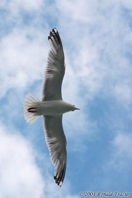 The Gliding Gull