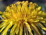 dandelion