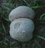 Unidentified Mushroom