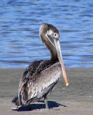 u6/lesliej/medium/37629960.brownpeli2.jpg