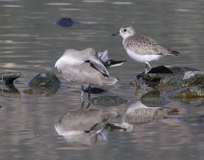 willet and bb plover.jpg