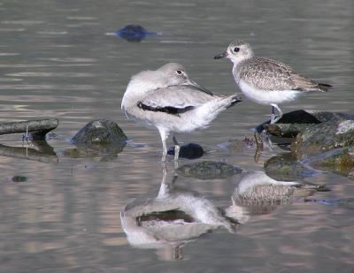 willet and bb plover 2.jpg