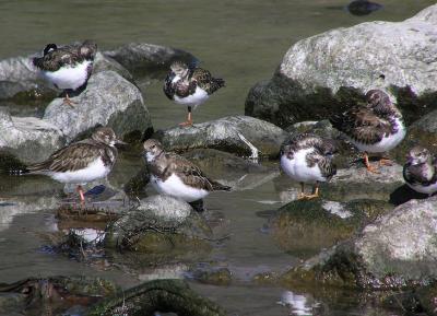 misc_malibu_birds_dec_04