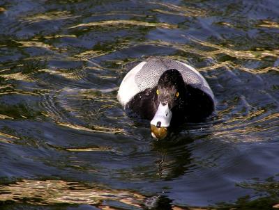 lesser scaup male and snail.jpg