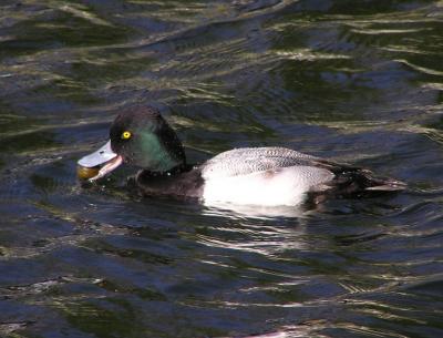 lesser scaup male and snail 2.jpg